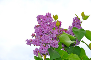 A branch of lilac