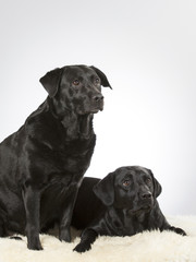 Fototapeta na wymiar Two labradors in a studio. Team of two black labrador dogs.