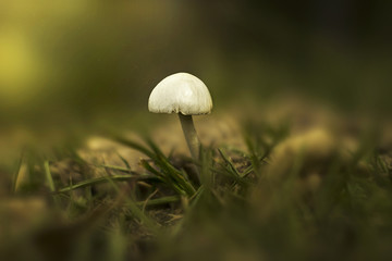 Cogumelo branco na luz