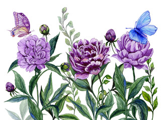 Beautiful purple peony flowers on a stems with green leaves and bright butterflies sitting on them. Isolated on white background. Watercolor painting.