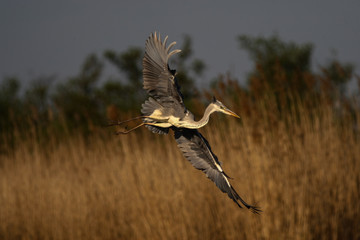 gray heron - a beauty hunting over water © zmija5