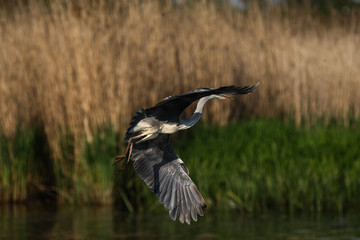 gray heron - a beauty hunting over water © zmija5