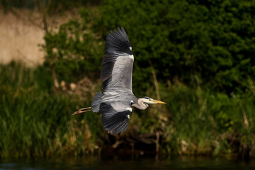 gray heron - a beauty hunting over water - obrazy, fototapety, plakaty