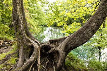Two old trees with a pond in the background in Plitvice Lakes National Park in summer in Croatia