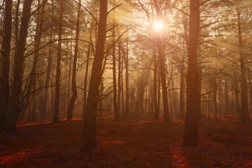 Wald Forst Morgennebel Neblig Sonnentrahlen düster Forstwirtschaft romantischer Nadelwald