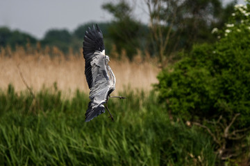 gray heron - a beauty hunting over water