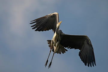 gray heron - a beauty hunting over water