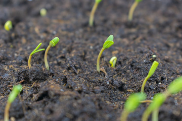 germinated sprout sprouts