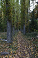 Fototapeta premium Paisaje Otoñal