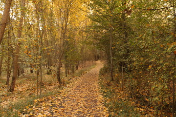 Camino de hojas de otoño