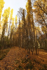 Obraz premium Bosque en otoñp