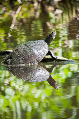 turtles in the lake bask in the sun. Dominican Republic