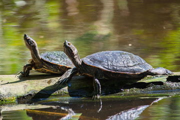 turtles in the lake bask in the sun. Dominican Republic