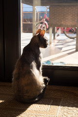 Waiting for spring, the cat looks out the window, in the backlight