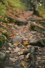 Hiking Path