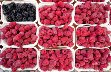 Rows of full pints of red raspberries at a farmers market or outdoor produce store. Organic fruit with antioxidants.