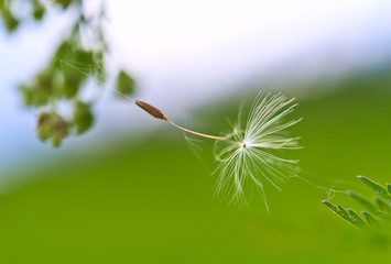 Fluff of a dandelion floating in the air clinging to a spider web.