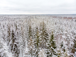 Evergreen forest in winter