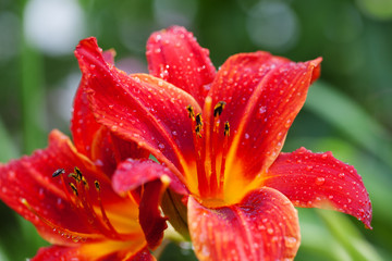 Blossom red lily flower with water drops