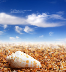 Shell of cone snail on sand beach