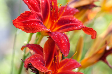 Blooming red lilies flower with water drops