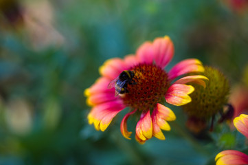 pollination by bees colorful flowers Gaillardia in the garden
