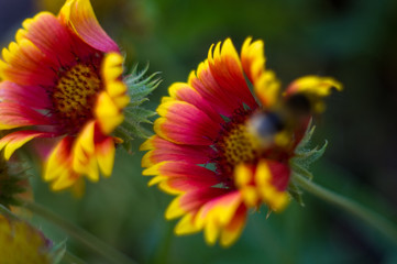 pollination by bees colorful flowers Gaillardia in the garden