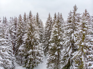 Evergreen forest in winter