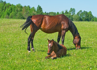 Chased horse with foal in the pasture.