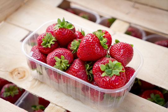 Pint Container Of Red Ripe Juicy Strawberries In Wooden Crate At A Farmers Market In The Summer. Organic Fruit With Antioxidants.