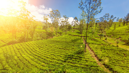 Green plantation of Ceylon tea.