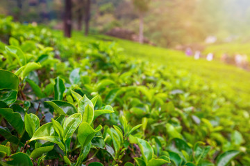 Green plantation of Ceylon tea.