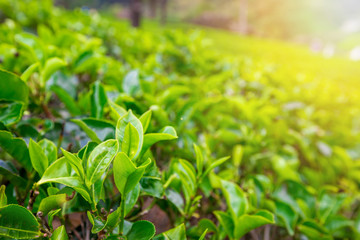 Close up leaf of green tea