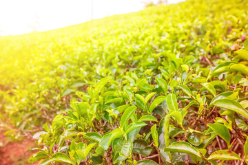 Close up leaf of green tea