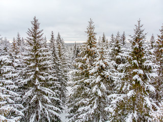 Evergreen forest in winter