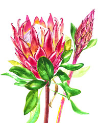 Watercolor protea flowers. Spring or summer decoration floral botanical illustration. Watercolor isolated. Perfect for invitation, wedding or greeting cards.