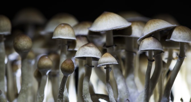 Magic mushrooms - psilocybe