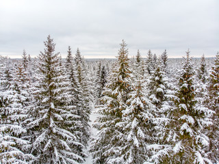 Evergreen forest in winter