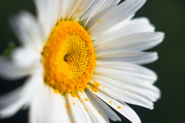 Blooming camomile, selective focus