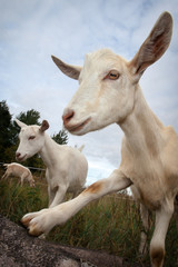 Fototapeta na wymiar Goat shows her hoof