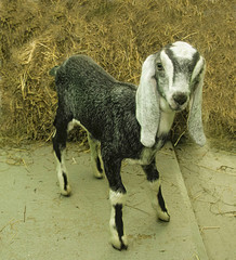 Young female Nubian goat/ Small goat of English Nubian breed