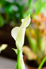 White calla lily flower growed as a home plant.