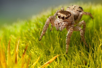 Jumping spider walk on the green grass 