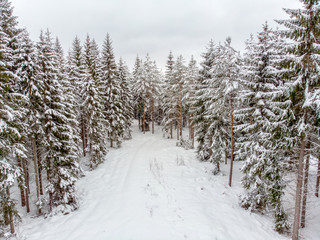Fototapeta na wymiar Evergreen forest in winter