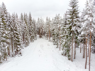 Evergreen forest in winter