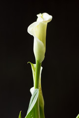 Obraz premium White calla lily flower on a black background.