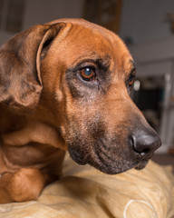 Rodesian Ridgeback dog close up.