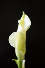 Obraz premium White calla lily flower on a black background.