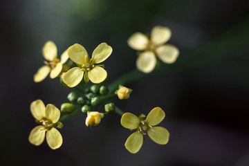 Yellow flowers Rounded with 4 petals