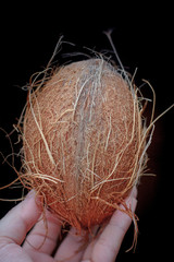 Brown coconut nut in a hand isolated on black background.